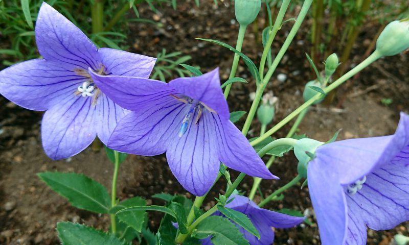 10 7 カフェ鑑定 三島のお知らせ 夏瀬杏子の占いサイト